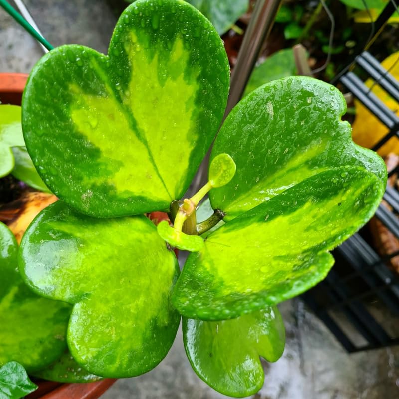 Green Hoya Plant 2 Inches Potted D914