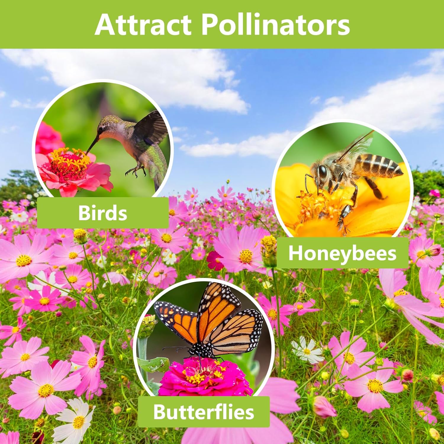 1.75 Ounce Wildflower Seeds Mix C12857