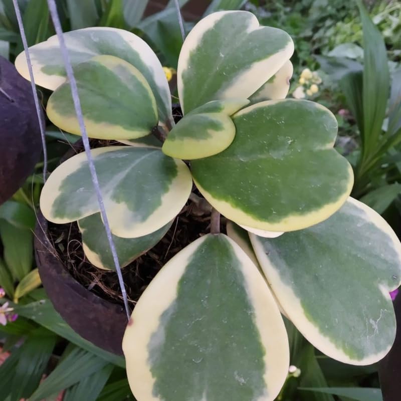Green Hoya Plant 2 Inches Potted D914