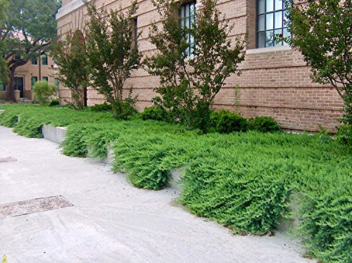 10 Live Plants 2" Pot Size Evergreen Ground Cover C21305