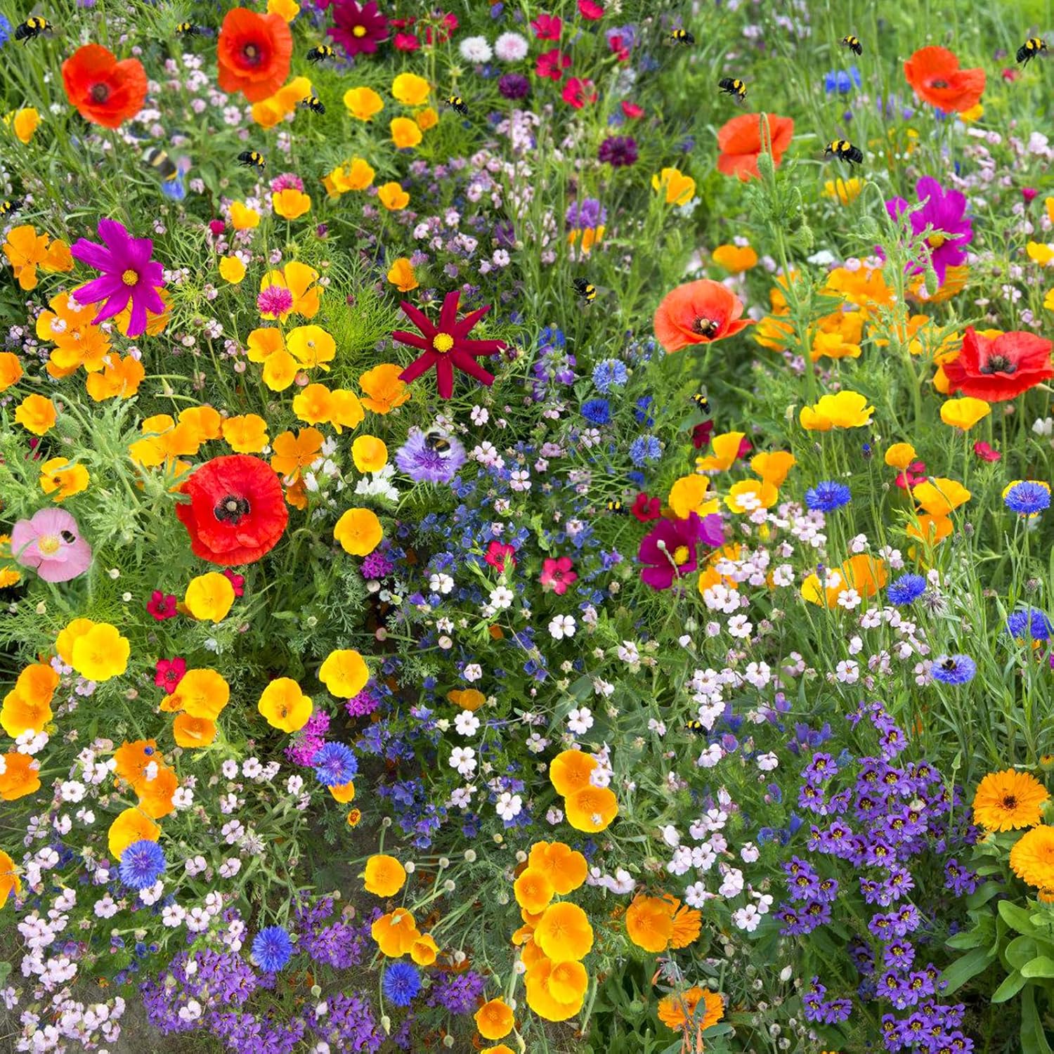 1.75 Ounce Wildflower Seeds Mix C12857