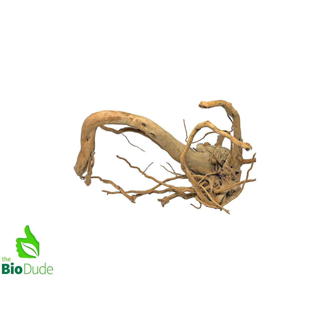 Spider Wood U143864