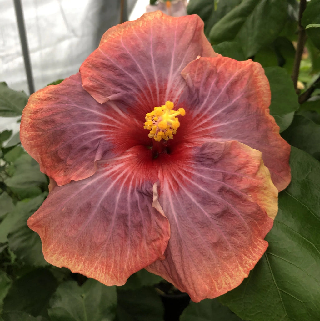 Exotic Tropical Hibiscus Live Plant in 4" pot C8573