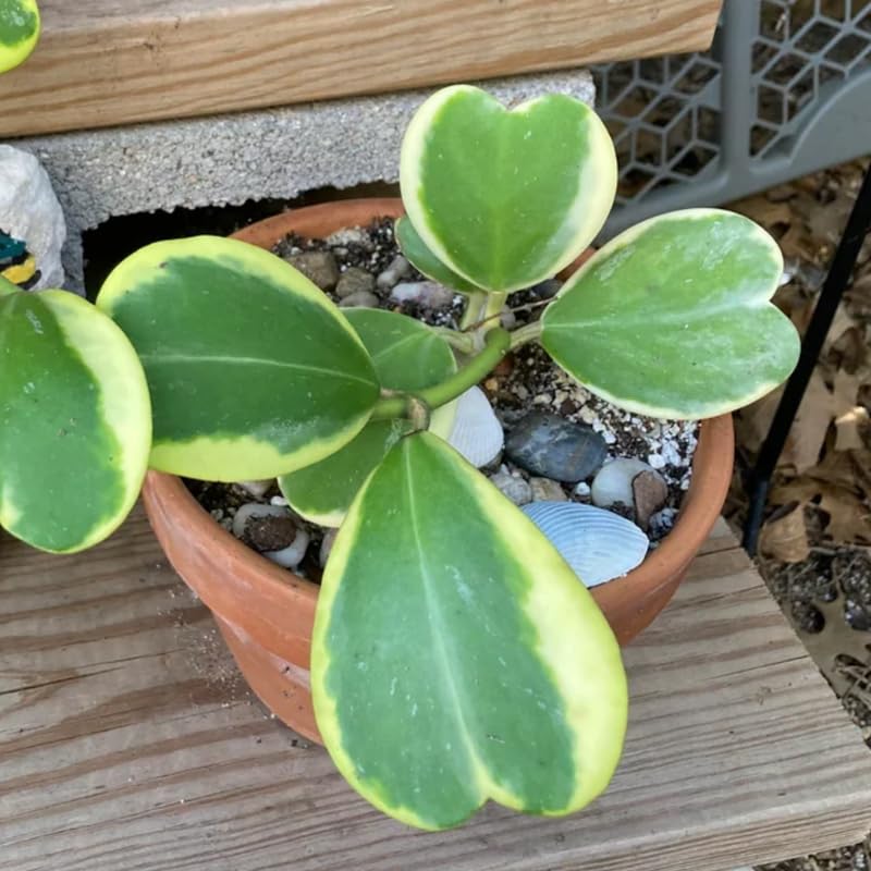 Green Hoya Plant 2 Inches Potted D914