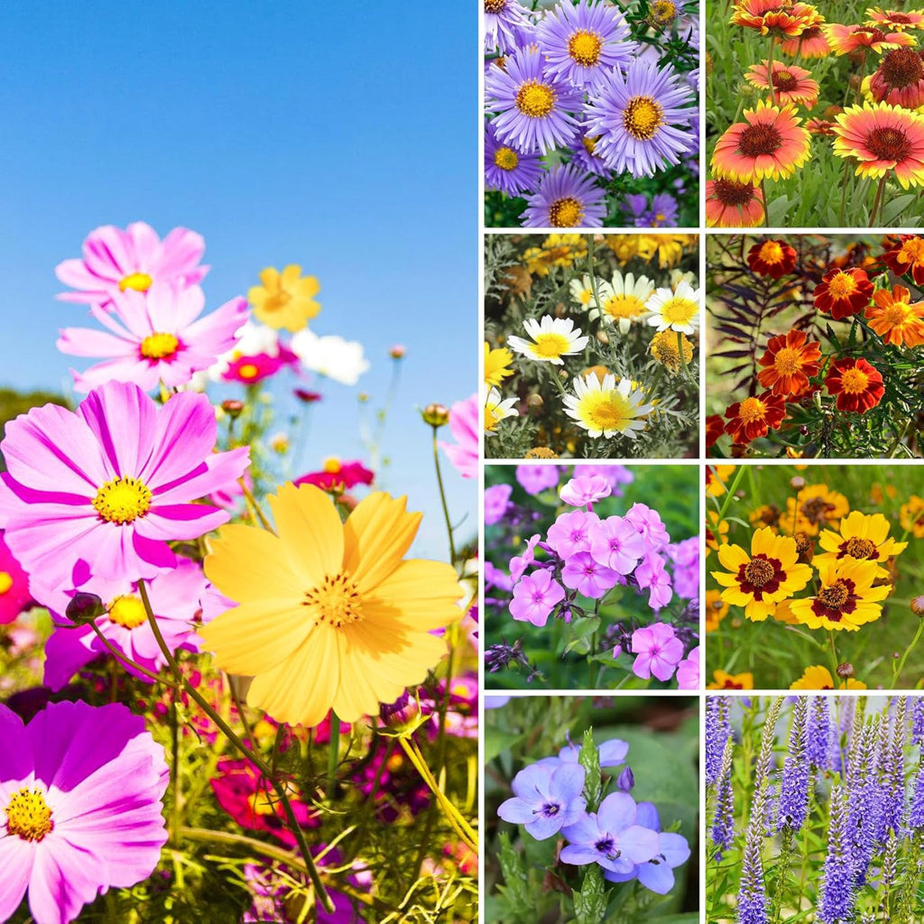 1.75 Ounce Wildflower Seeds Mix C12857