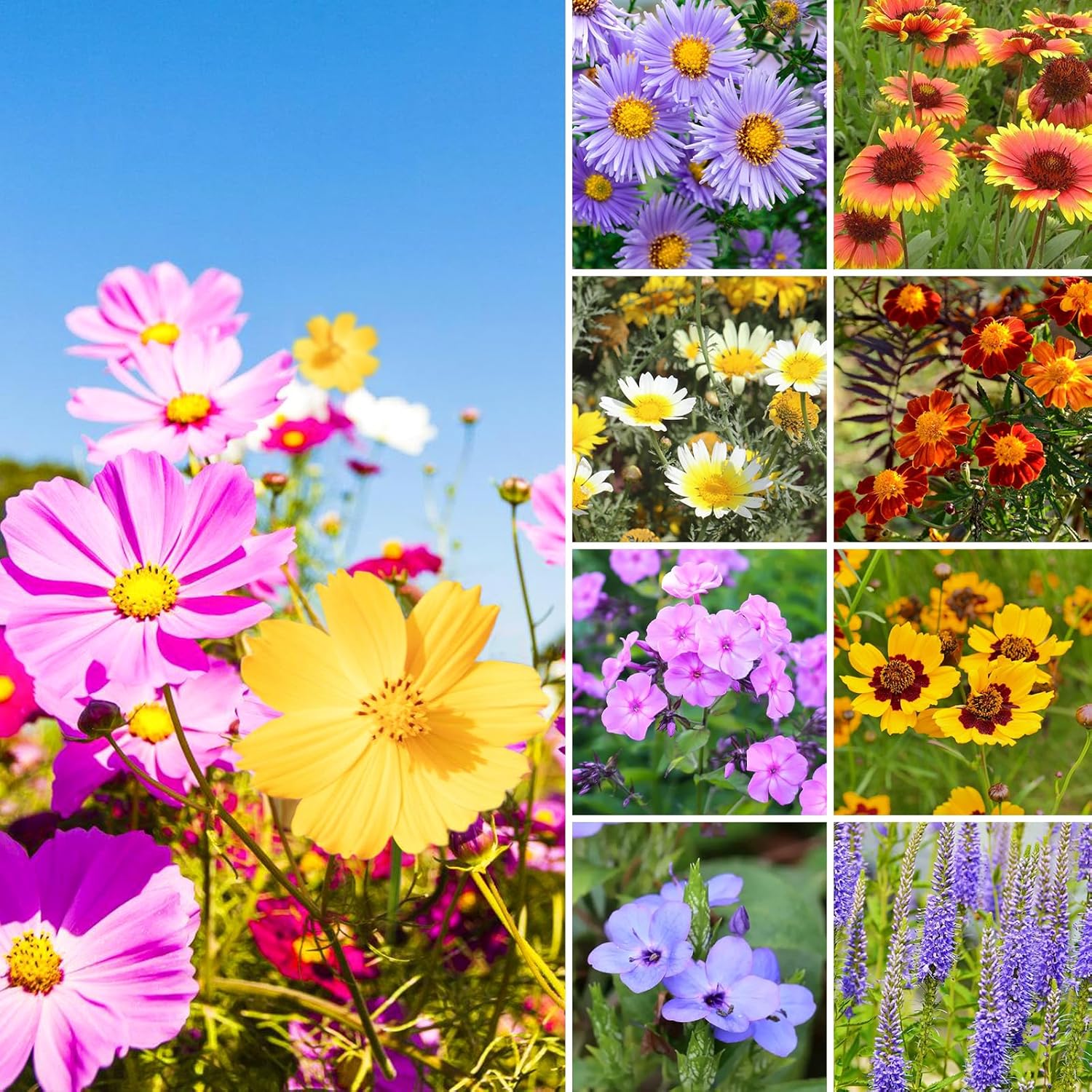 1.75 Ounce Wildflower Seeds Mix C12857