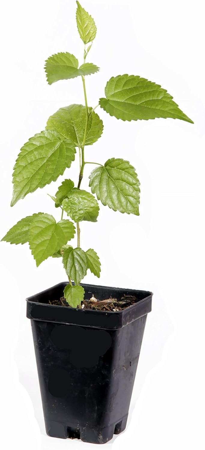 Black Mulberry Live Plant J11507