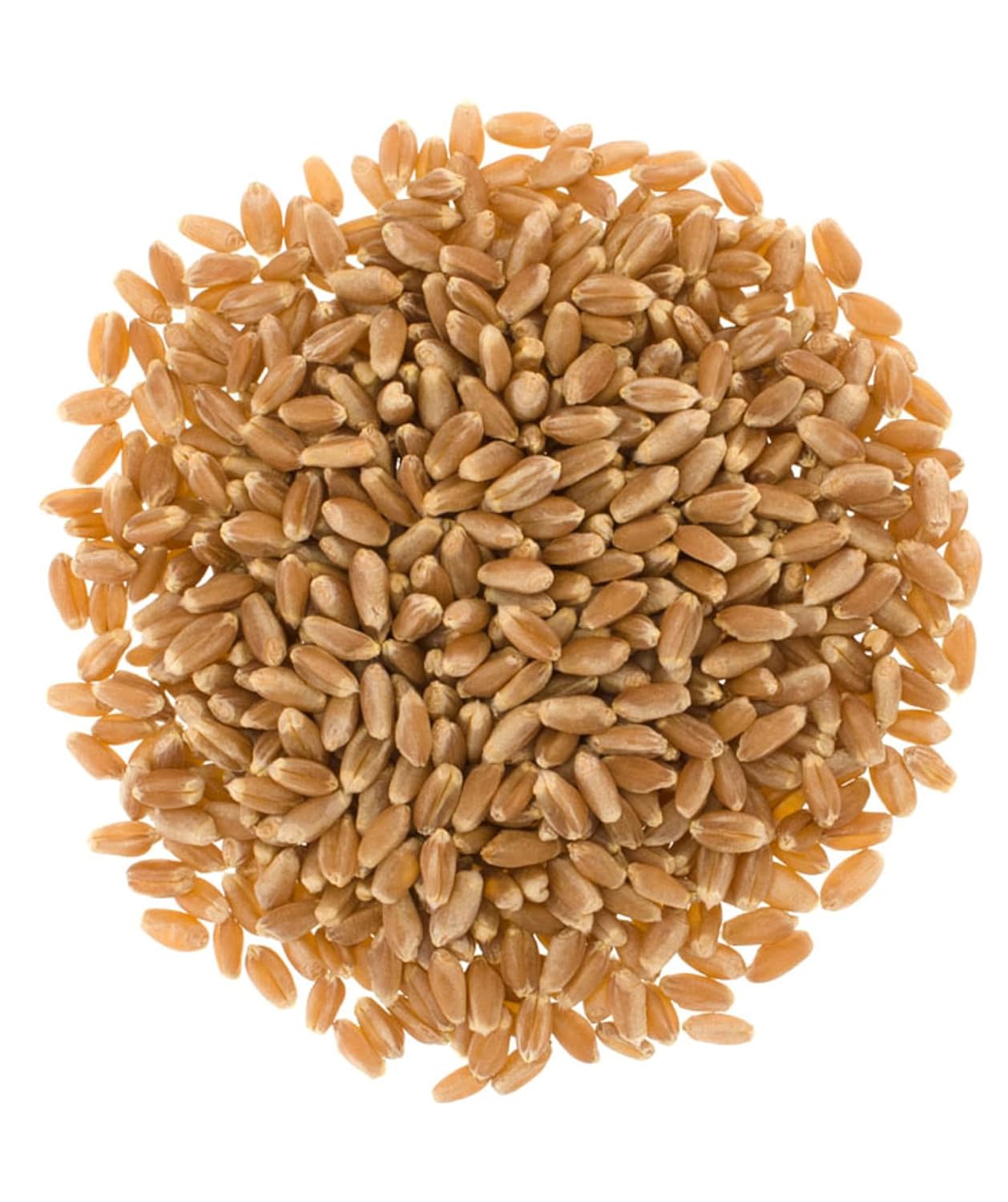 1 LB Hard Red Winter Wheat Berries L316