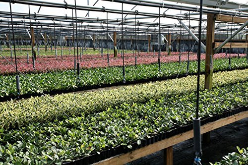 10 Live Plants 2" Pot Size Evergreen Ground Cover C21305