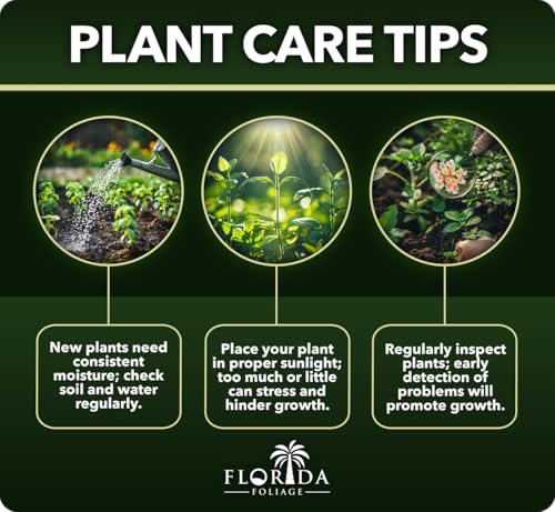 10 Live Plants 2" Pot Size Evergreen Ground Cover C21305