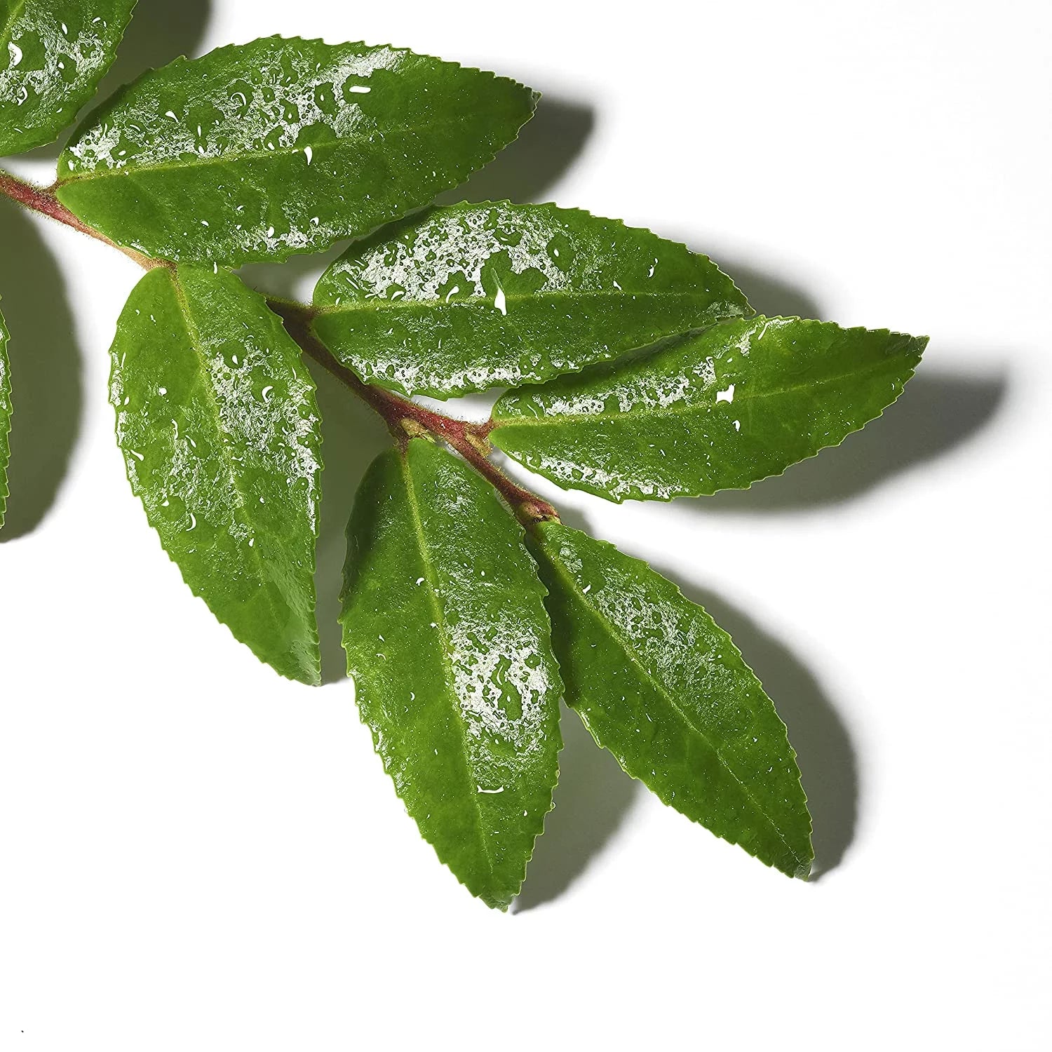 Deep Gel Cleanser with Tea Tree Essential Oil, 16 Oz H670691