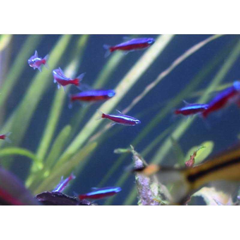 Stability Pet Supplies P944638