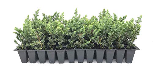 10 Live Plants 2" Pot Size Evergreen Ground Cover C21305