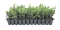 10 Live Plants 2" Pot Size Evergreen Ground Cover C21305