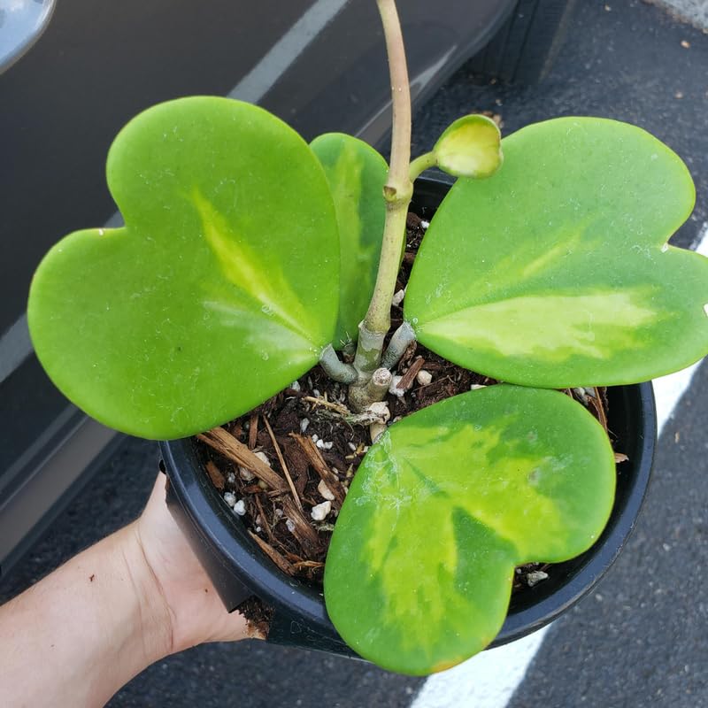 Green Hoya Plant 2 Inches Potted D914