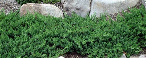 10 Live Plants 2" Pot Size Evergreen Ground Cover C21305