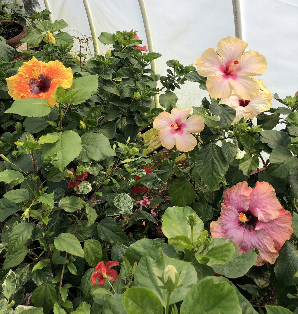 Exotic Tropical Hibiscus Live Plant in 4" pot C8573