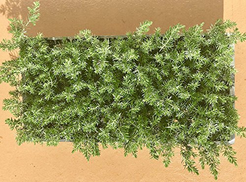 10 Live Plants 2" Pot Size Evergreen Ground Cover C21305