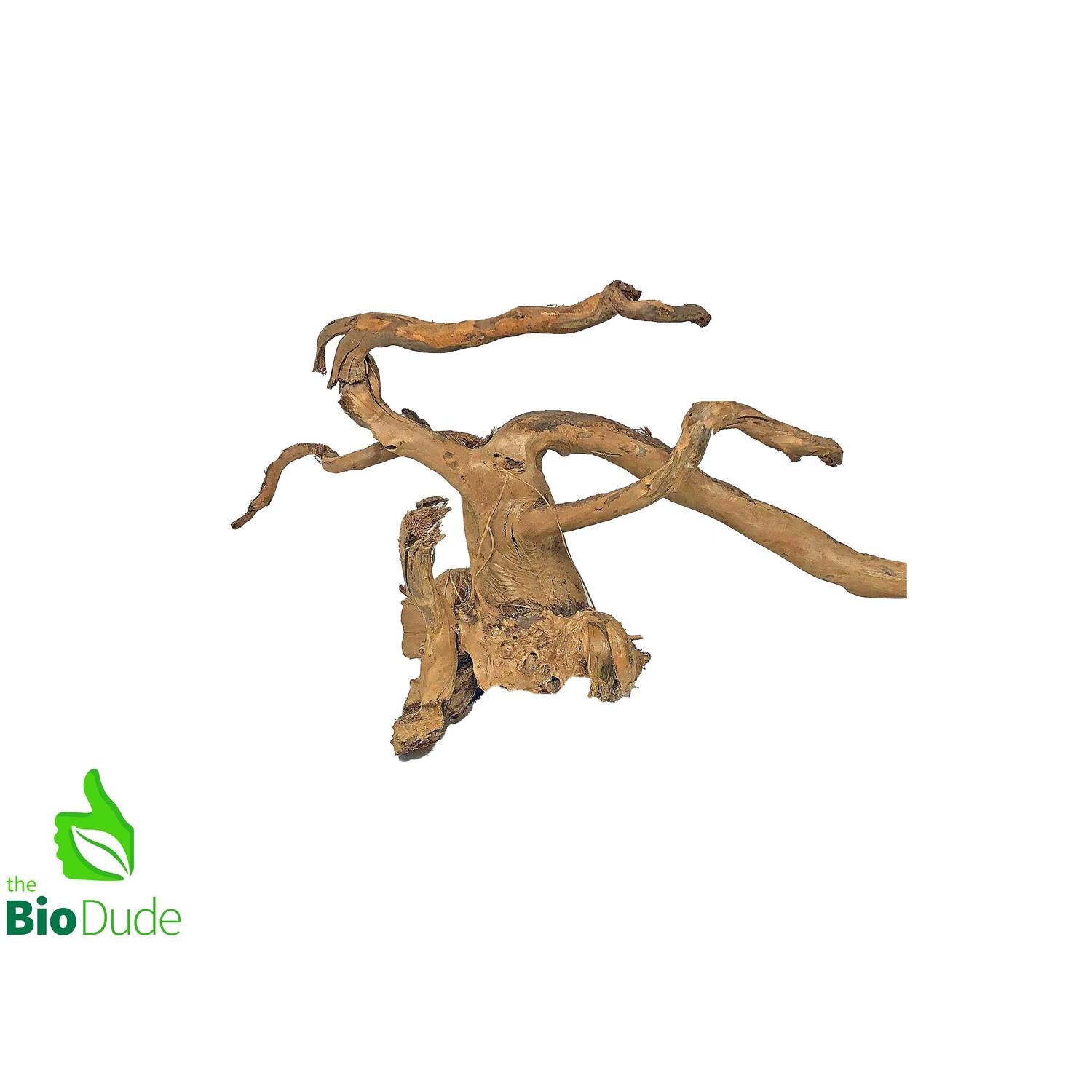 Spider Wood U143864