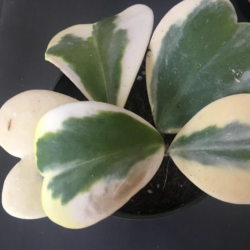 Green Hoya Plant 2 Inches Potted D914