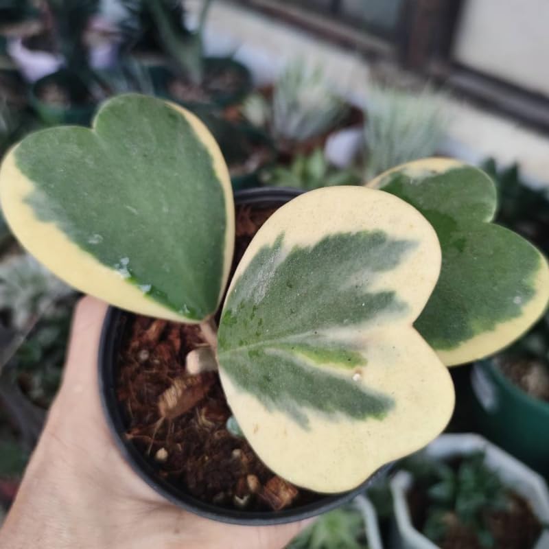 Green Hoya Plant 2 Inches Potted D914